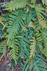 Pleopeltis tweedieana