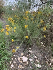 Chrysothamnus viscidiflorus