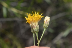 Bebbia juncea
