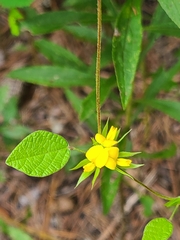 Rhynchosia difformis