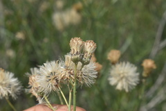 Bebbia juncea