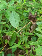 Rhynchosia difformis