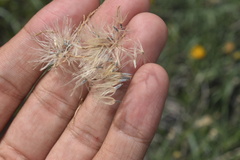 Bebbia juncea