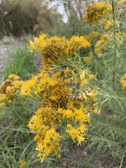 Chrysothamnus viscidiflorus