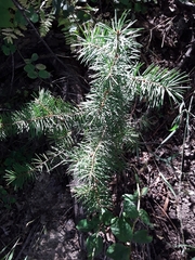 Abies concolor