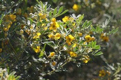 Senna artemisioides alicia
