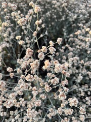Eriogonum cinereum