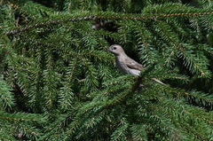 Carpodacus erythrinus