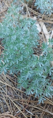 Lupinus albifrons