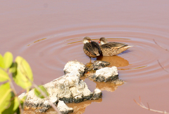 Anas bahamensis galapagensis