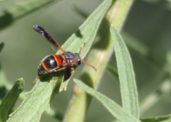 Pachodynerus erynnis