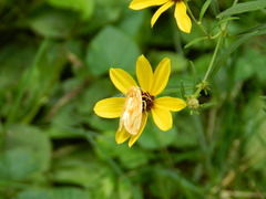 Cirrhophanus triangulifer