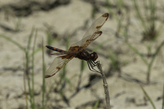 Celithemis elisa