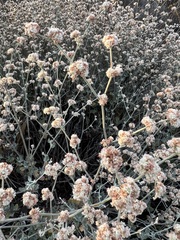 Eriogonum cinereum