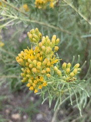 Chrysothamnus viscidiflorus