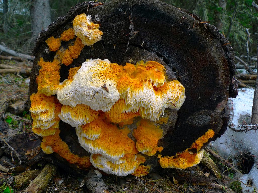 Orange Sponge Polypore