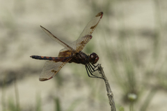 Celithemis elisa