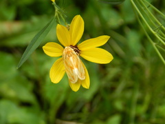 Cirrhophanus triangulifer