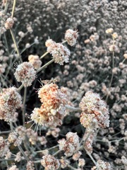Eriogonum cinereum