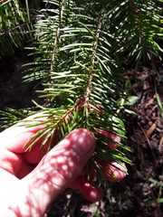 Abies concolor