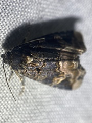 Homophoberia apicosa