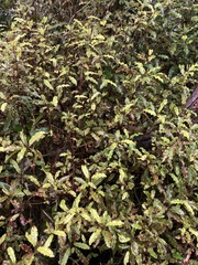 Quintinia serrata