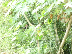 Urva auropunctata