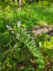 Liatris elegans