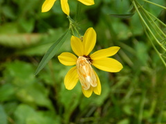 Cirrhophanus triangulifer