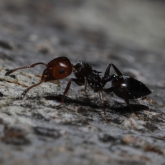 Crematogaster scutellaris