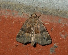 Niphonyx segregata