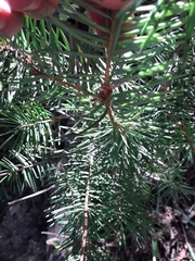 Abies concolor