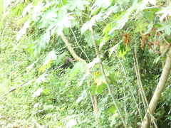 Urva auropunctata