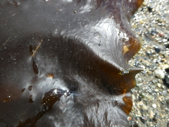 Saccharina latissima