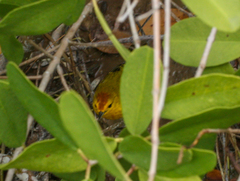 Setophaga petechia aureola