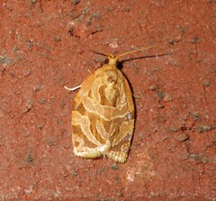 Adoxophyes privatana