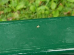 Hentzia mitrata