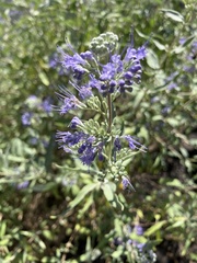 Caryopteris