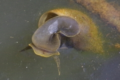 Lymnaea