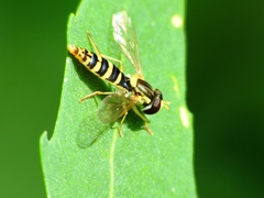 Sphaerophoria scripta