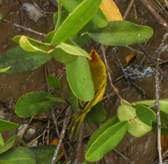 Setophaga petechia aureola