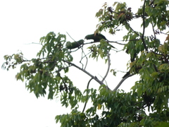 Eupsittula nana