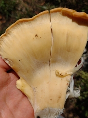 Meripilus giganteus