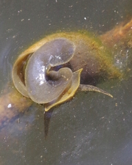 Lymnaea