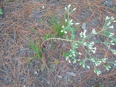 Sericocarpus tortifolius