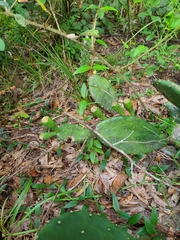 Opuntia mesacantha