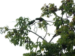 Eupsittula nana