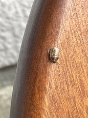 Holcostethus limbolarius