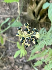 Allium tricoccum