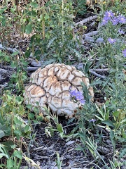 Calvatia booniana